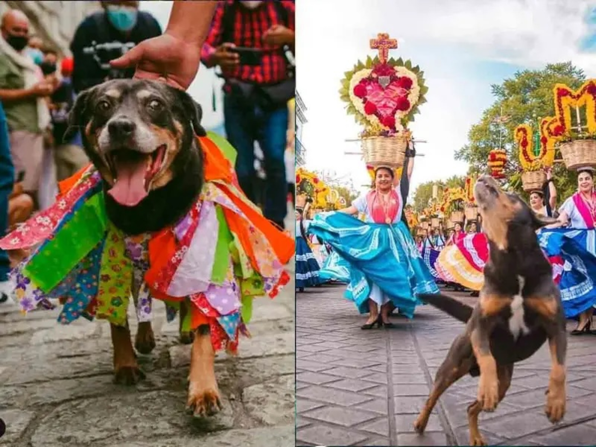 'Mazapán' está de vuelta, así participa en las fiestas de la Guelaguetza en Oaxaca