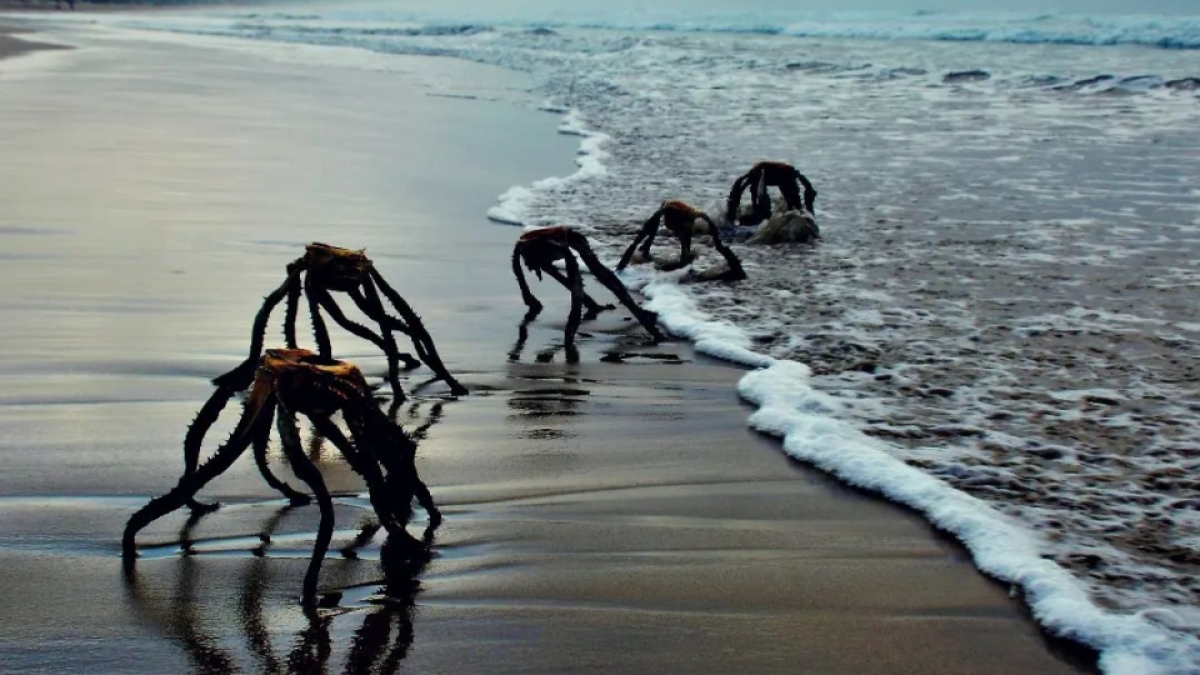 'Criaturas' saliendo del mar causan pánico en redes sociales por parecer extraterrestres
