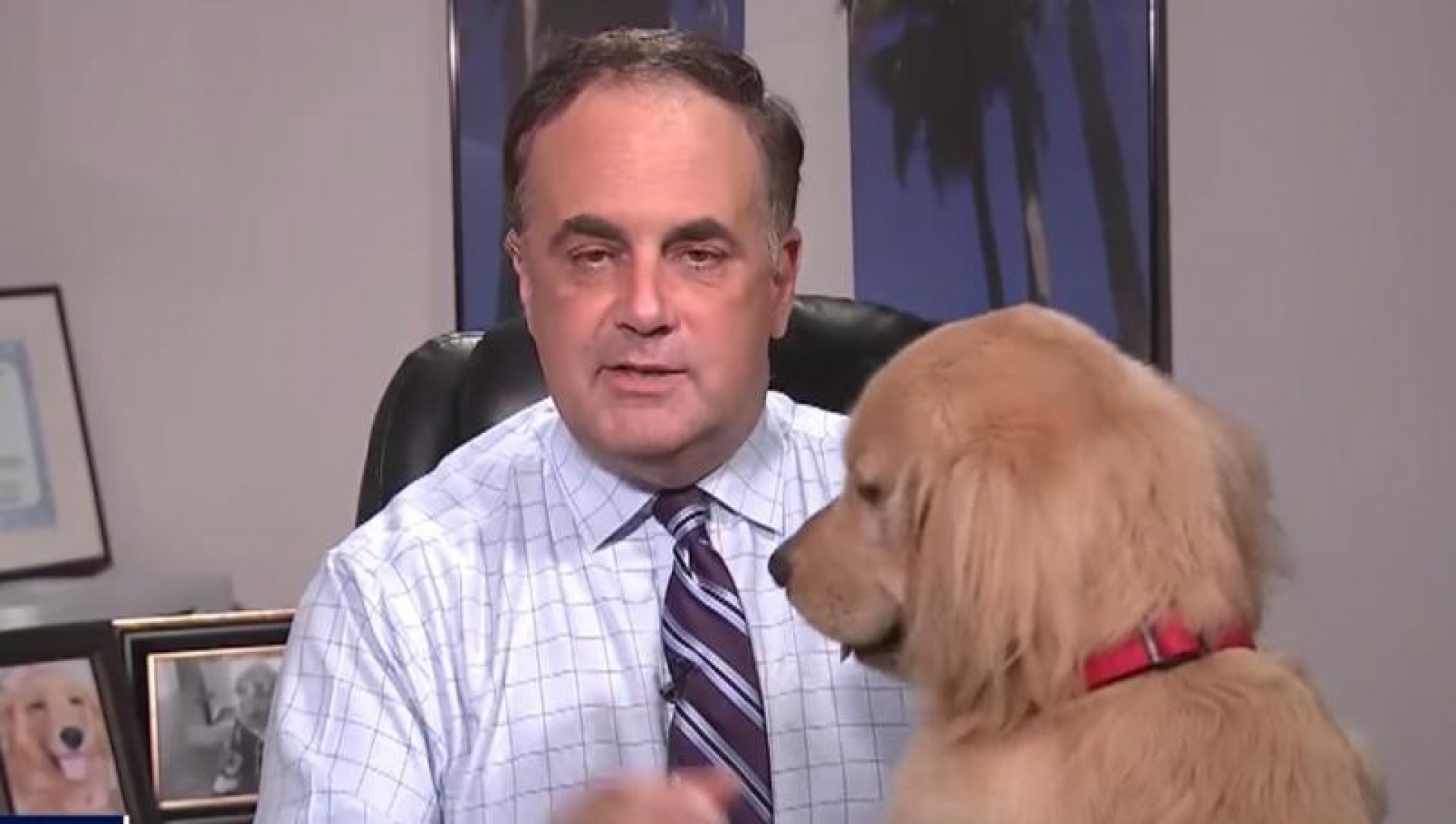 VIDEO: Transmite noticiero desde casa y su perrito lo interrumpe