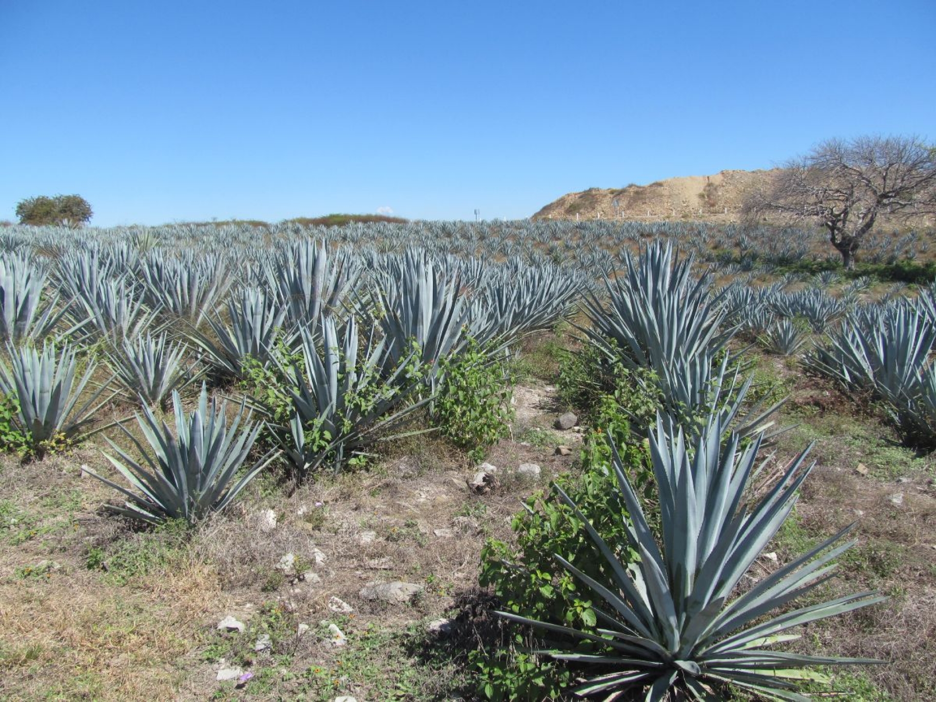 Crean “Ruta del Agave” en Jojutla