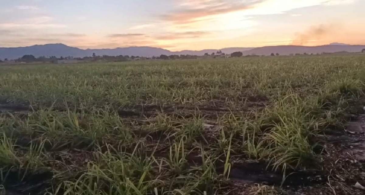 Buscan frenar saqueo de piedras y destrucción de árboles