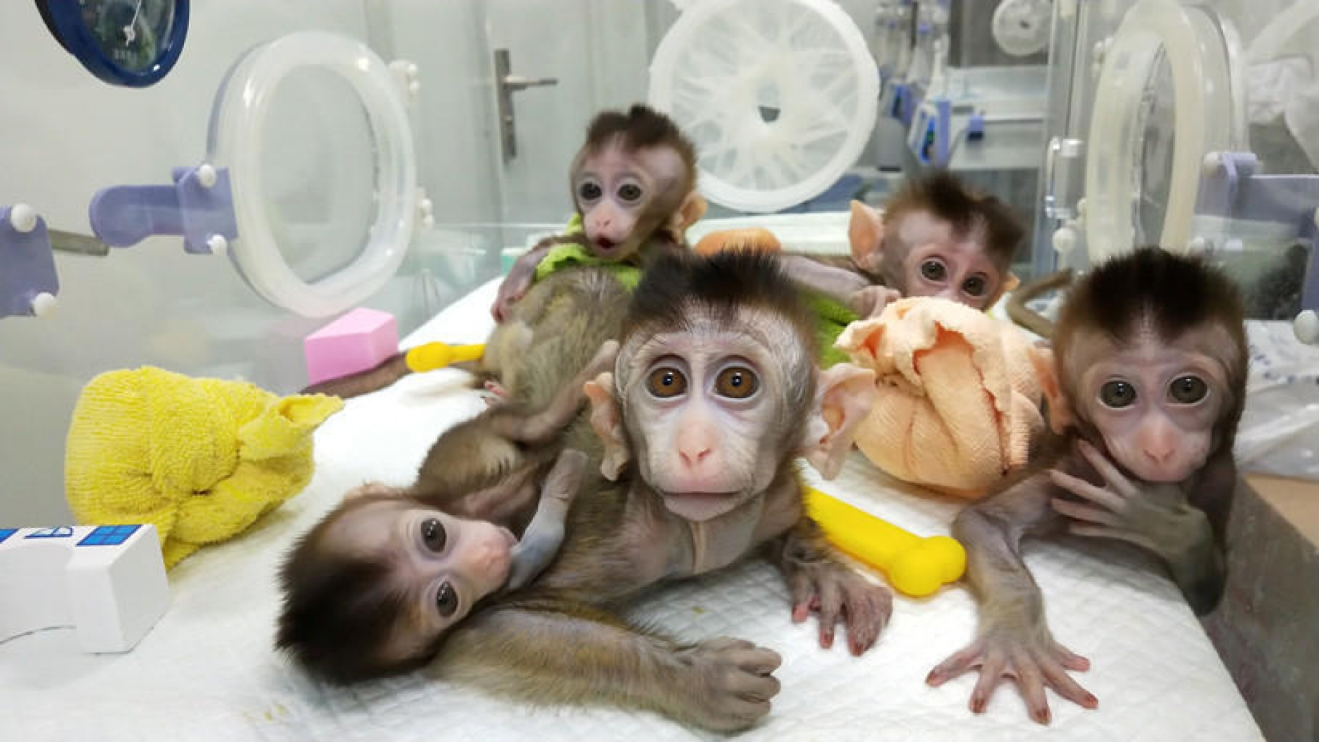 China clona a cinco macacos para investigar trastornos de los humanos