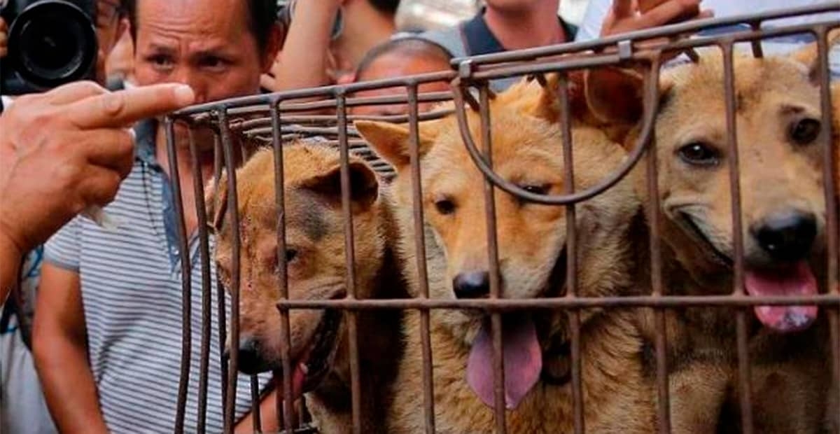 Corea del Sur analiza prohibir consumo de carne de perro