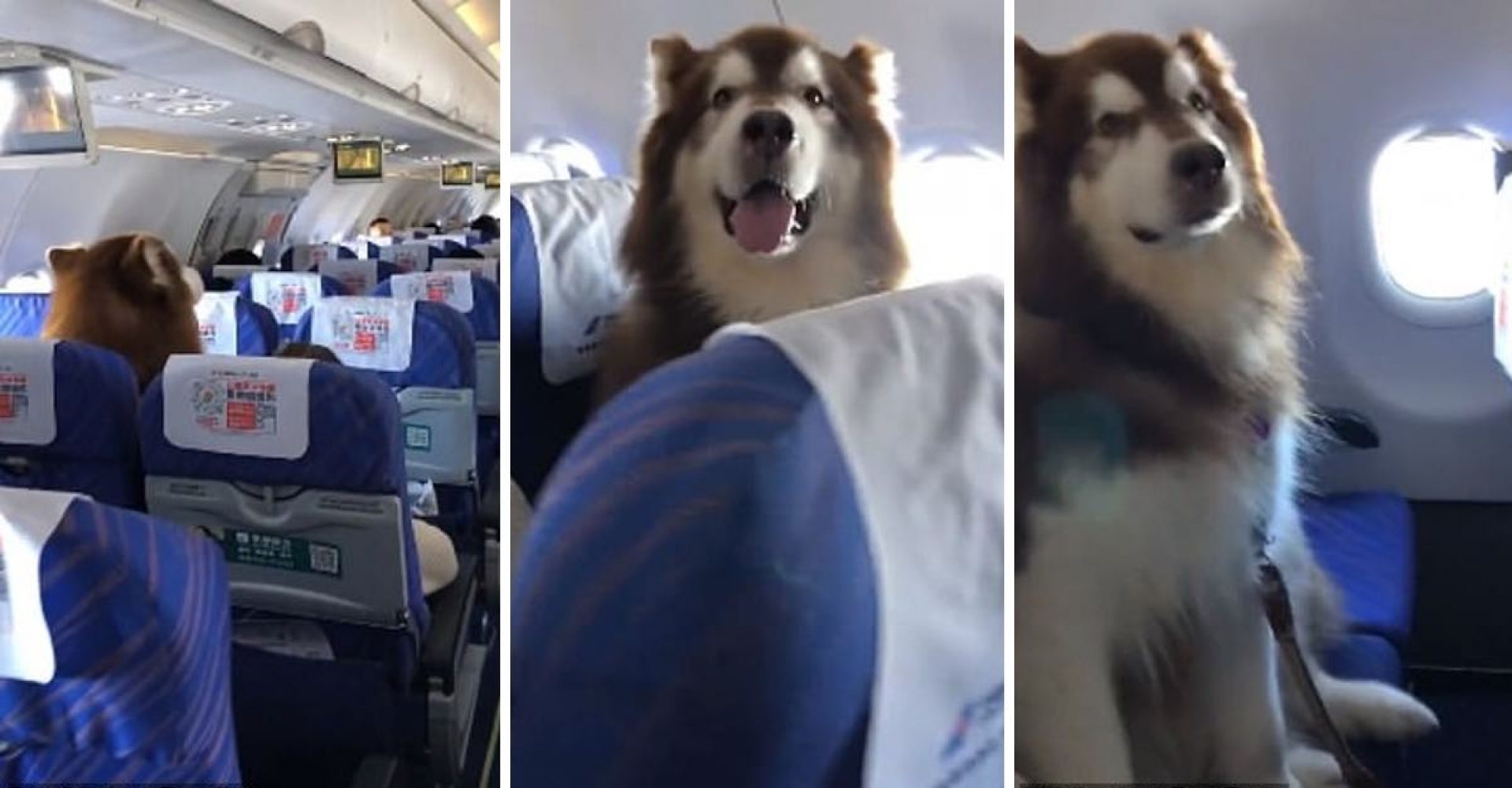 A este perrito le permitieron volar en un asiento junto a su dueño discapacitado. Se portó mejor que cualquier niño