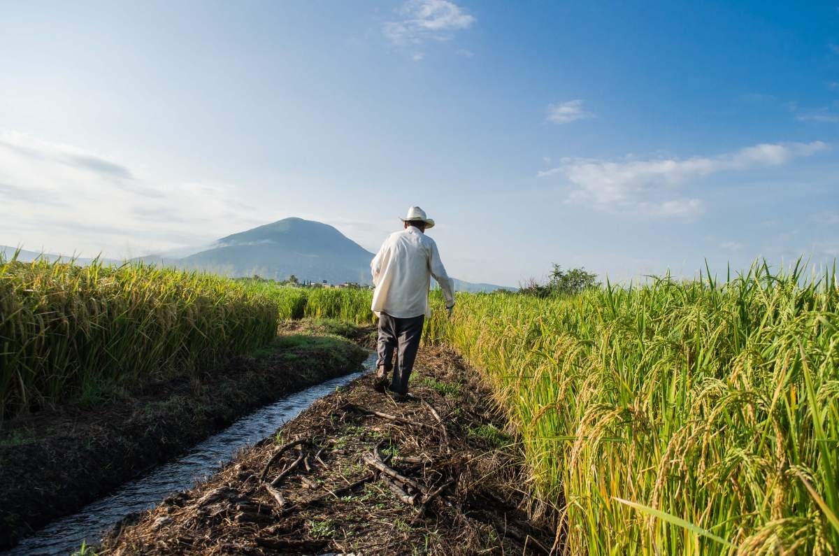 Los granos para alimentar a la humanidad