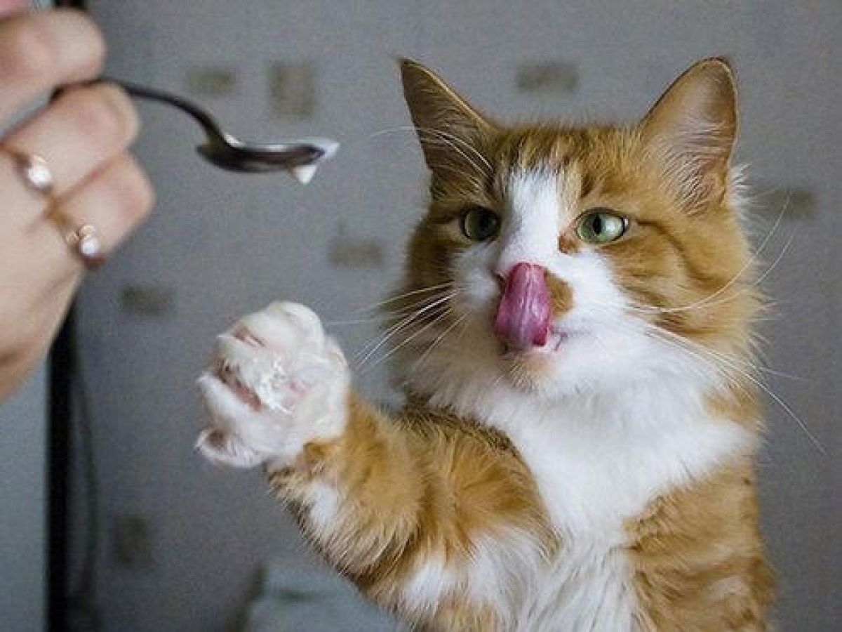 6 alimentos que quizá no sabías que son buenos para tu gatito