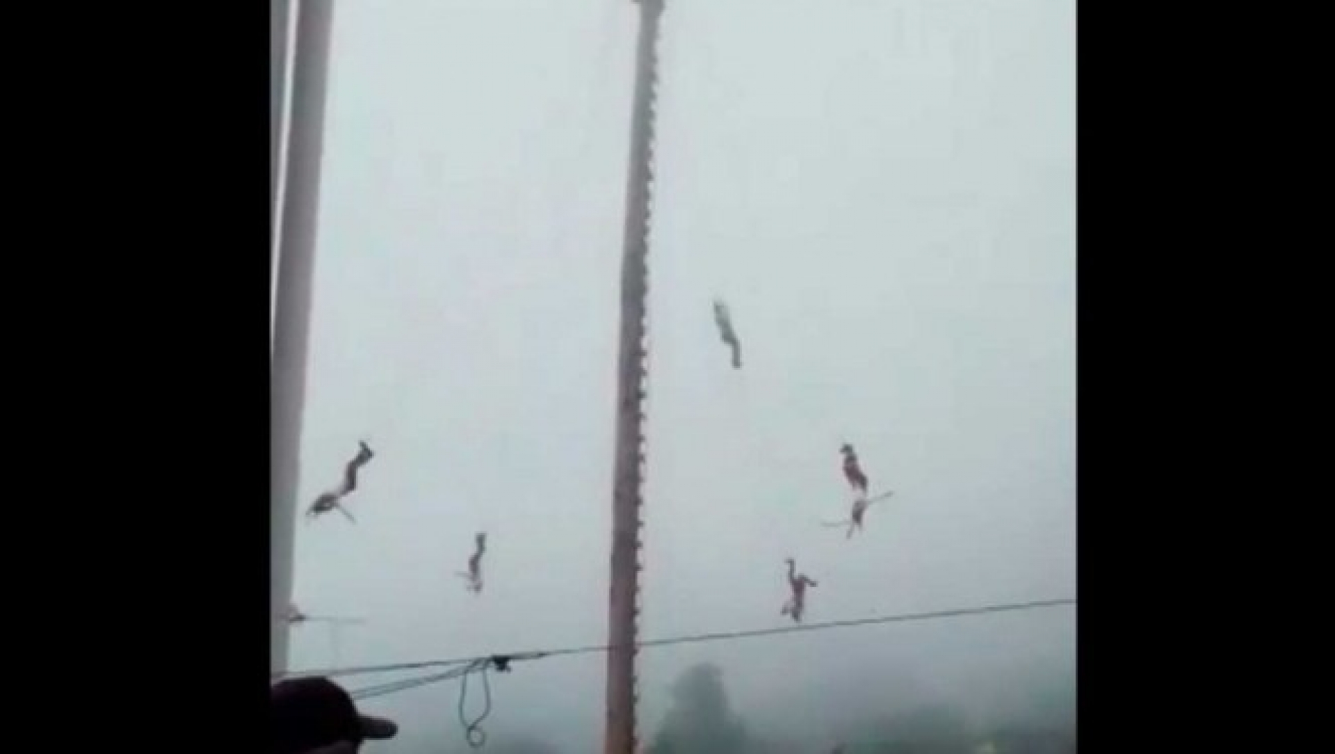 Cae volador de Papantla, a una altura de 20 metros