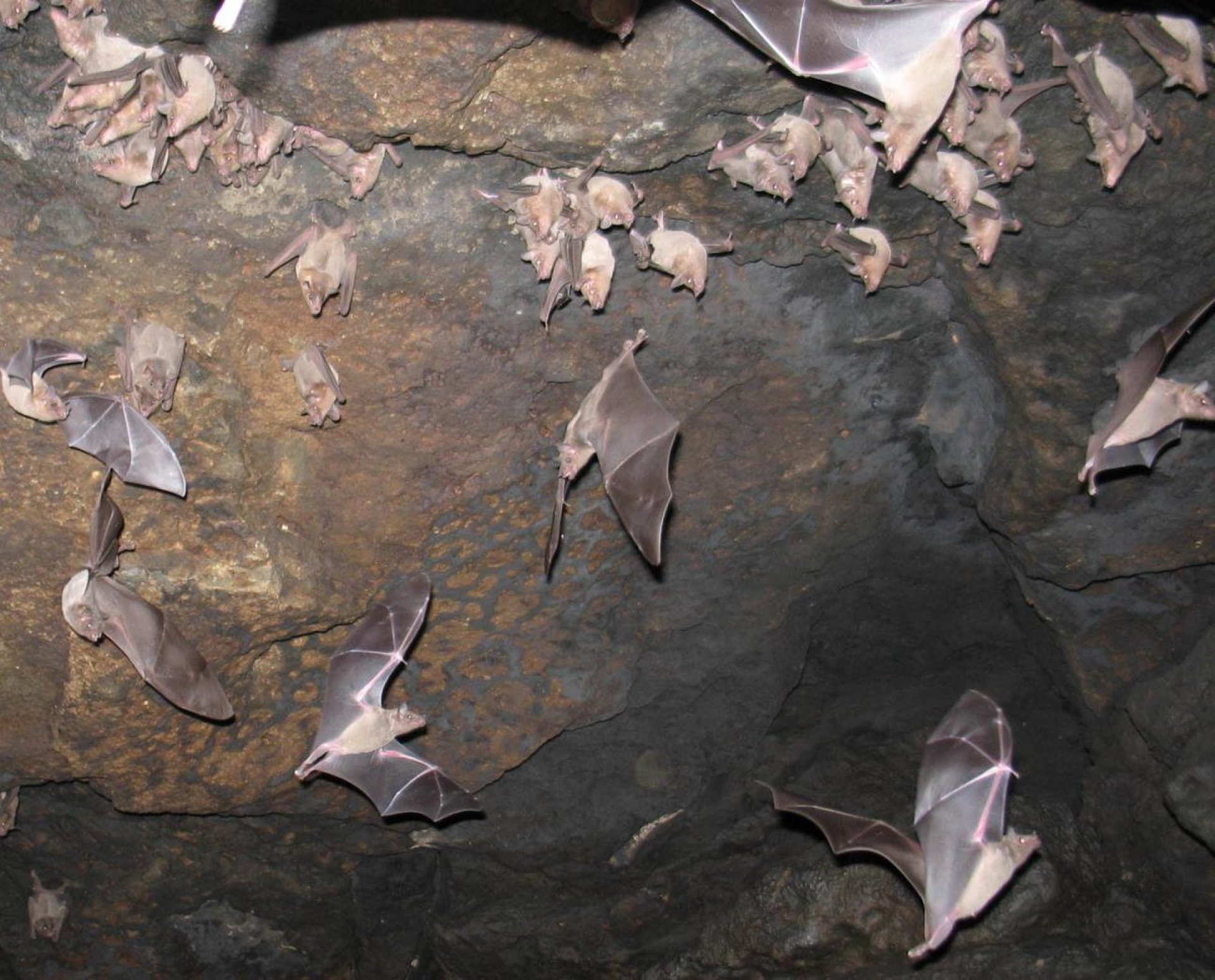 Decretan área natural protegida la cueva “El Salitre”, en Tlaltizapán