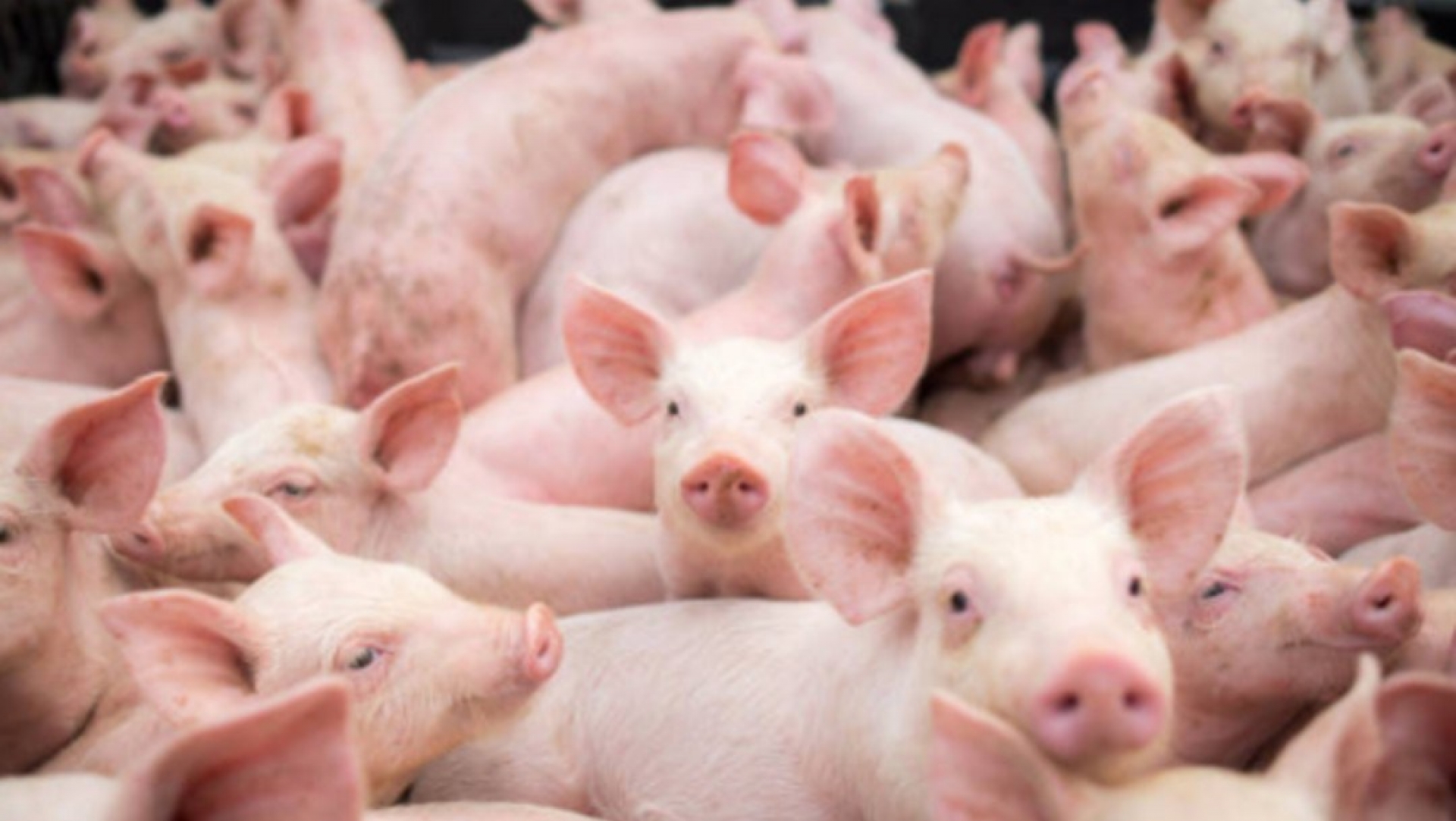 Alertan sobre nueva cepa de gripe porcina que contagiaría a humanos y provocaría nueva pandemia