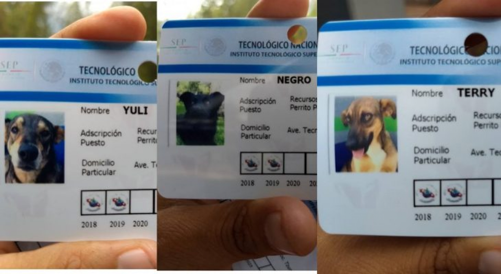Universidad en Michoacán adopta 3 perritos callejeros y los vuelve perros policías