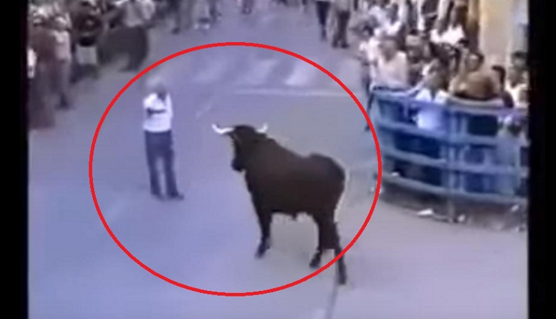 Toro se encuentra con hombre que lo crío ¡y su reacción es insólita! (VIDEO)