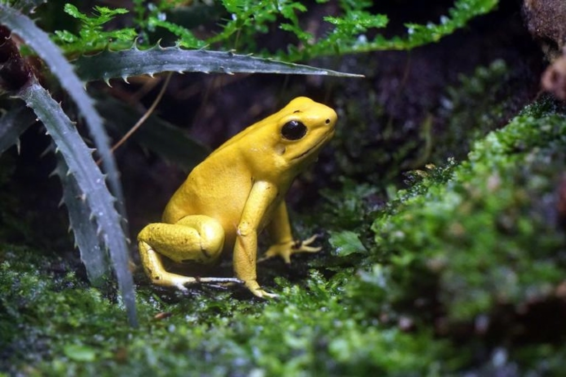 Esta adorable rana puede matar a 10 hombres en segundos