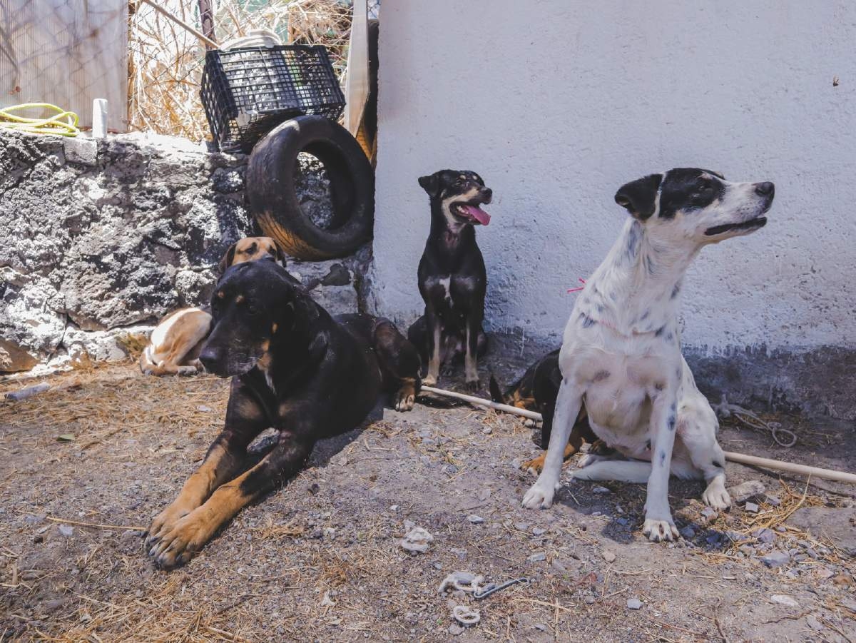 Rescata fiscalía ambiental de Cuernavaca a 28 perros