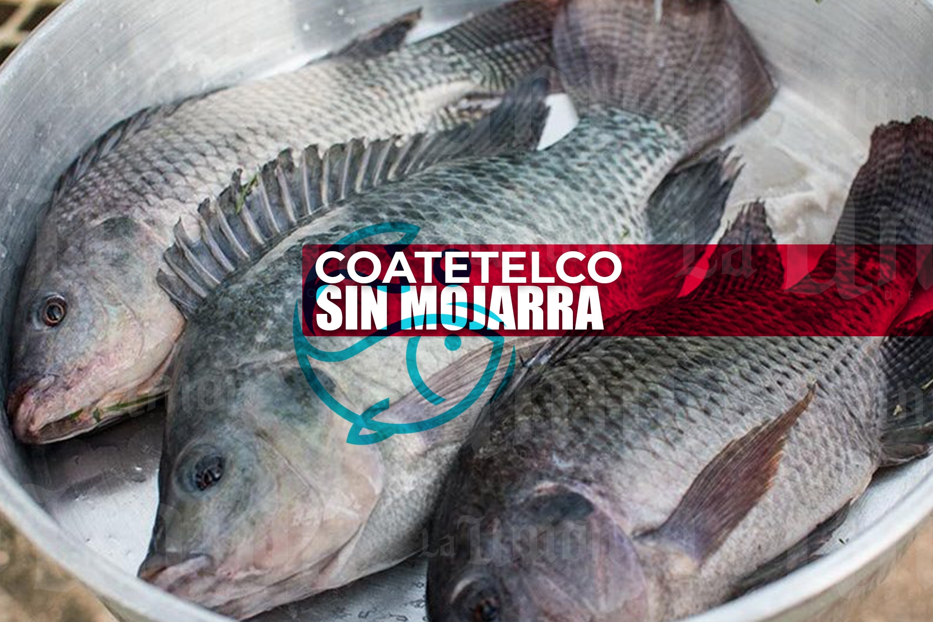 Escasea la mojarra en Coatetelco