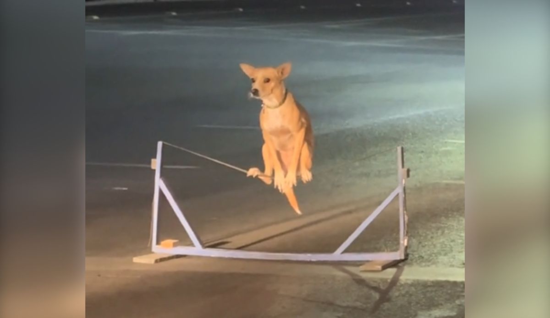 Perrita se vuelve viral con acrobacias junto a su cuidador en Monterrey