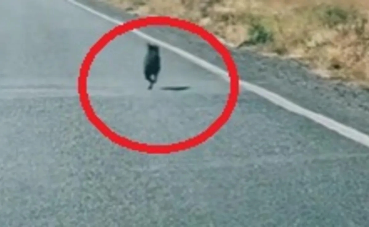 Joven rescata a perrito que persiguió por más de 5 kilómetros a familia que lo abandonó