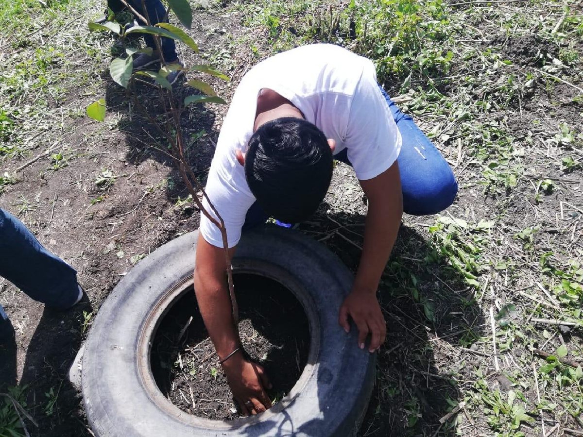 Comienza reforestación en colonias de Zacatepec