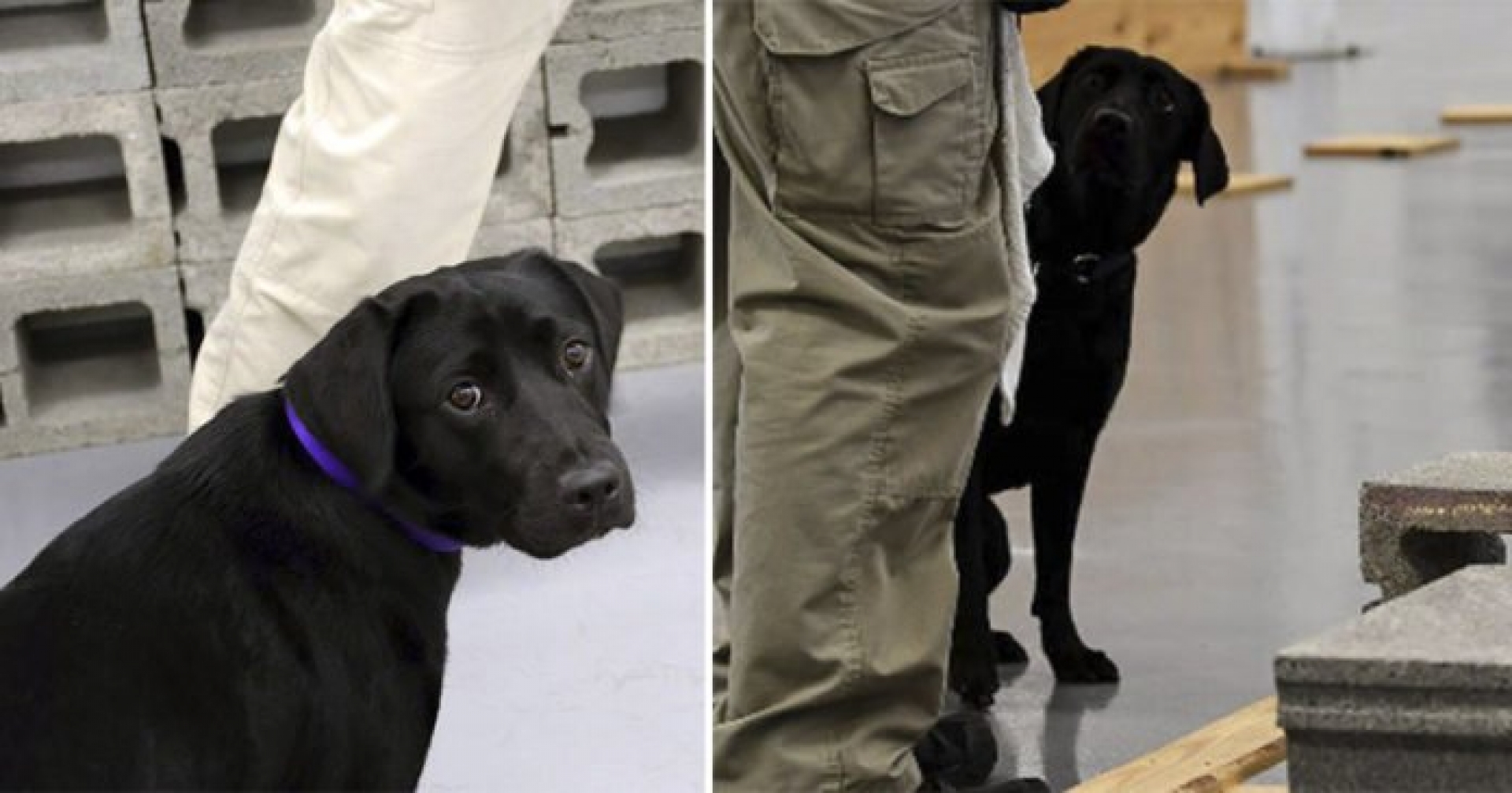 Despiden a perrita de la CIA porque preferiría jugar con niños que olfatear bombas