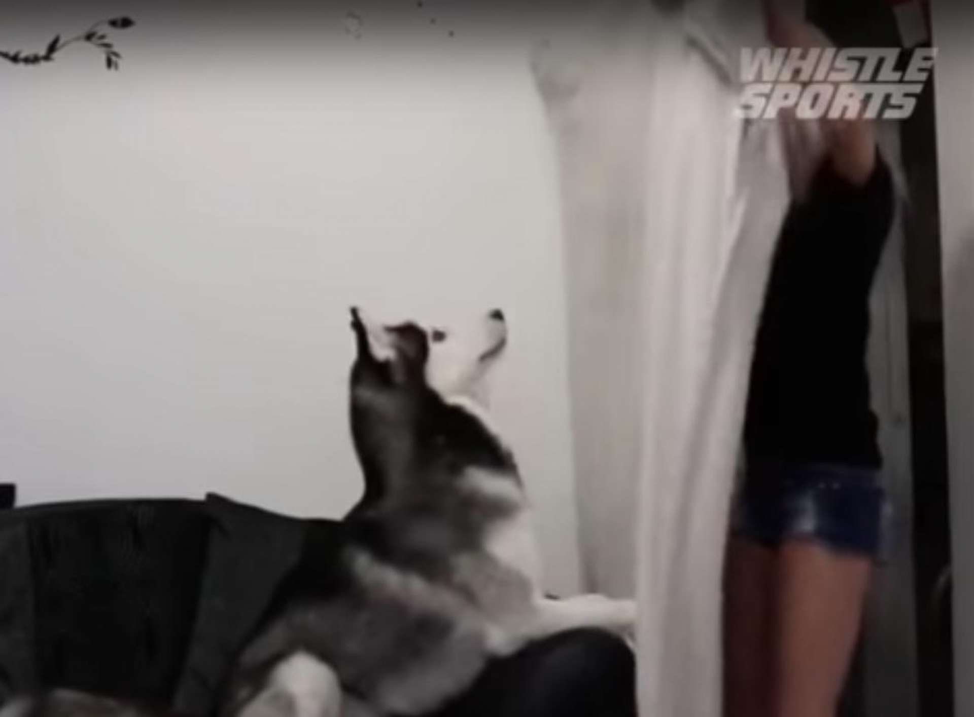 VIDEO:#WhatTheFluffChallenge el nuevo reto viral con tu mascota
