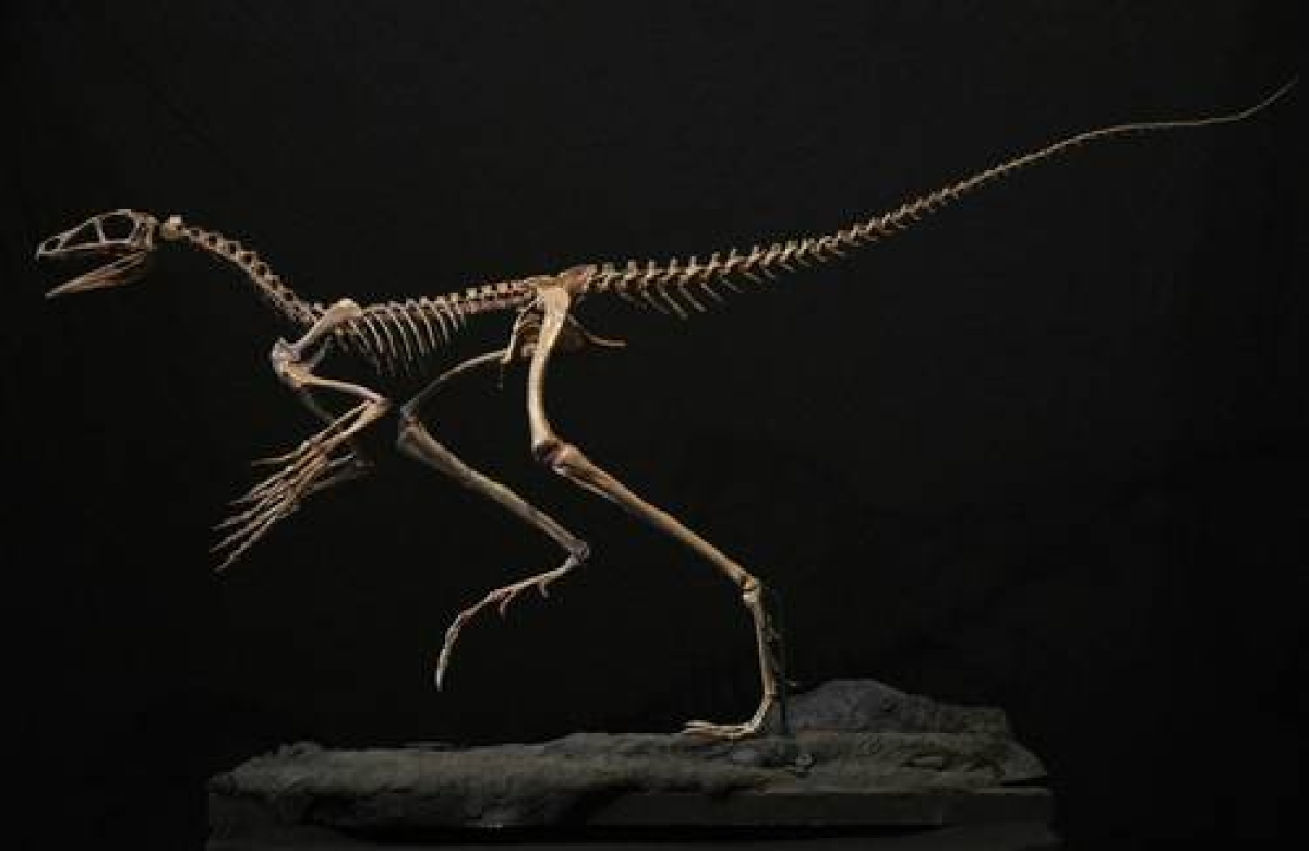 Fósiles de venetorraptor podrían revelar el origen de los Pterosaurios