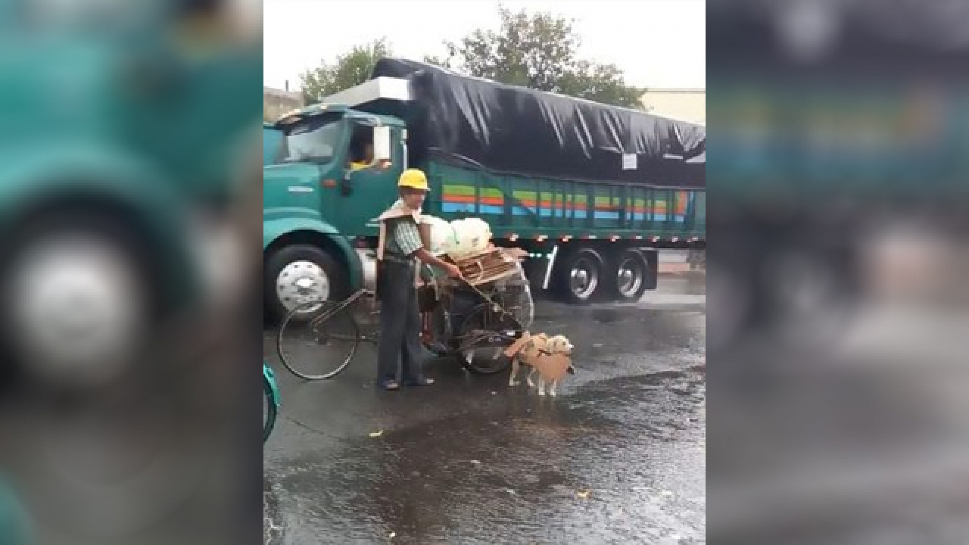 Cubrió a su perrito con un cartón para protegerlo de la lluvia y conquisto las redes