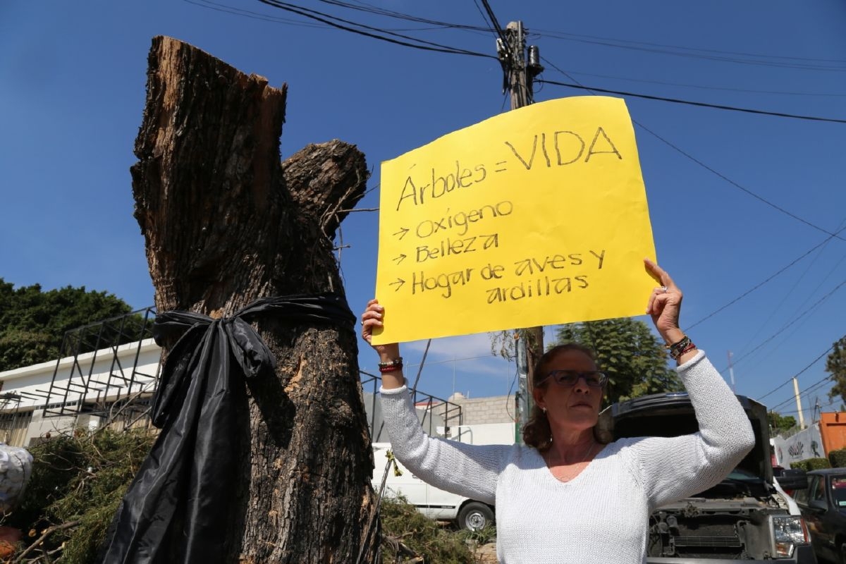 Protestan vecinos por la tala de tres árboles para construir nuevo comercio