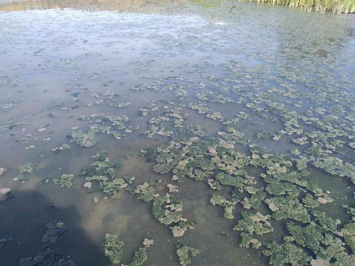 Por descargas de aguas negras, se desarrolla alga en Coatetelco
