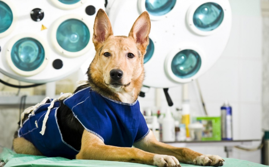 “Animalistas” se quejan de falta de apoyo oficial para esterilizar perros y gatos