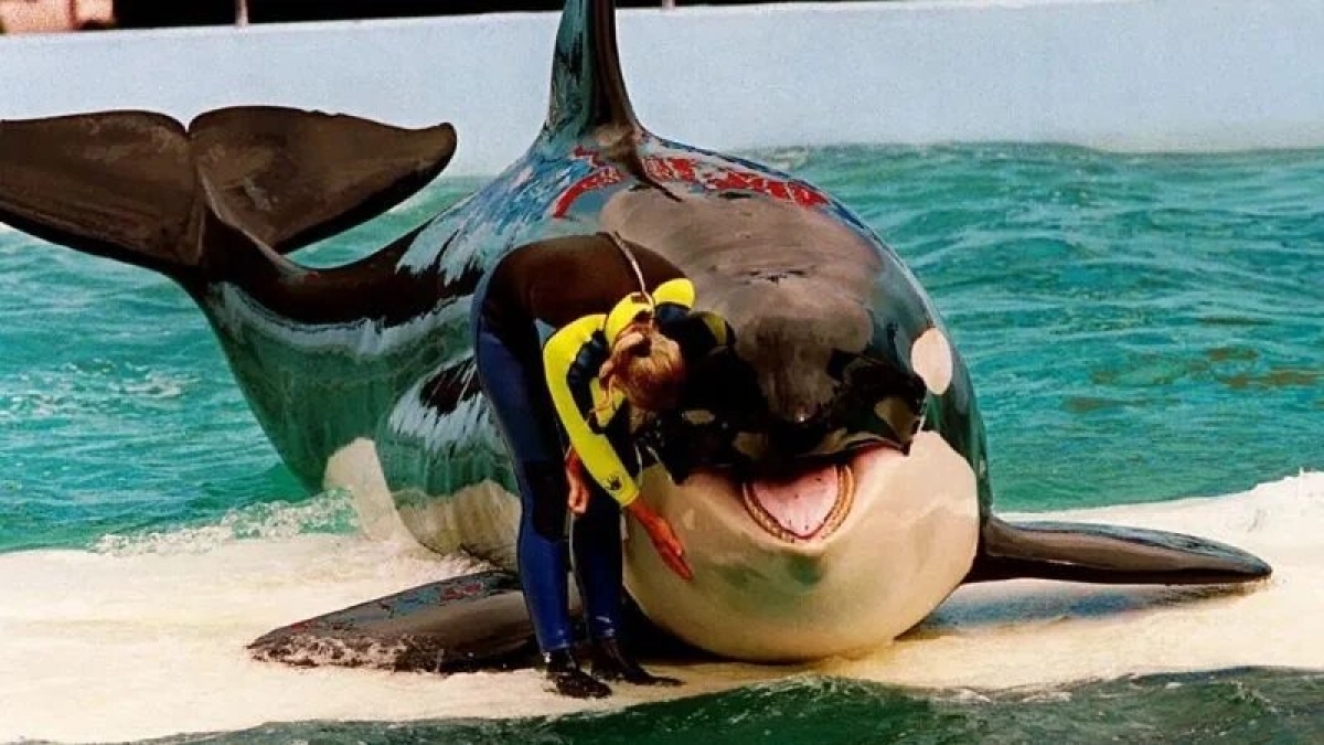 Liberan a la orca 'Lolita' tras 50 años de vivir en cautiverio en un acuario de Miami