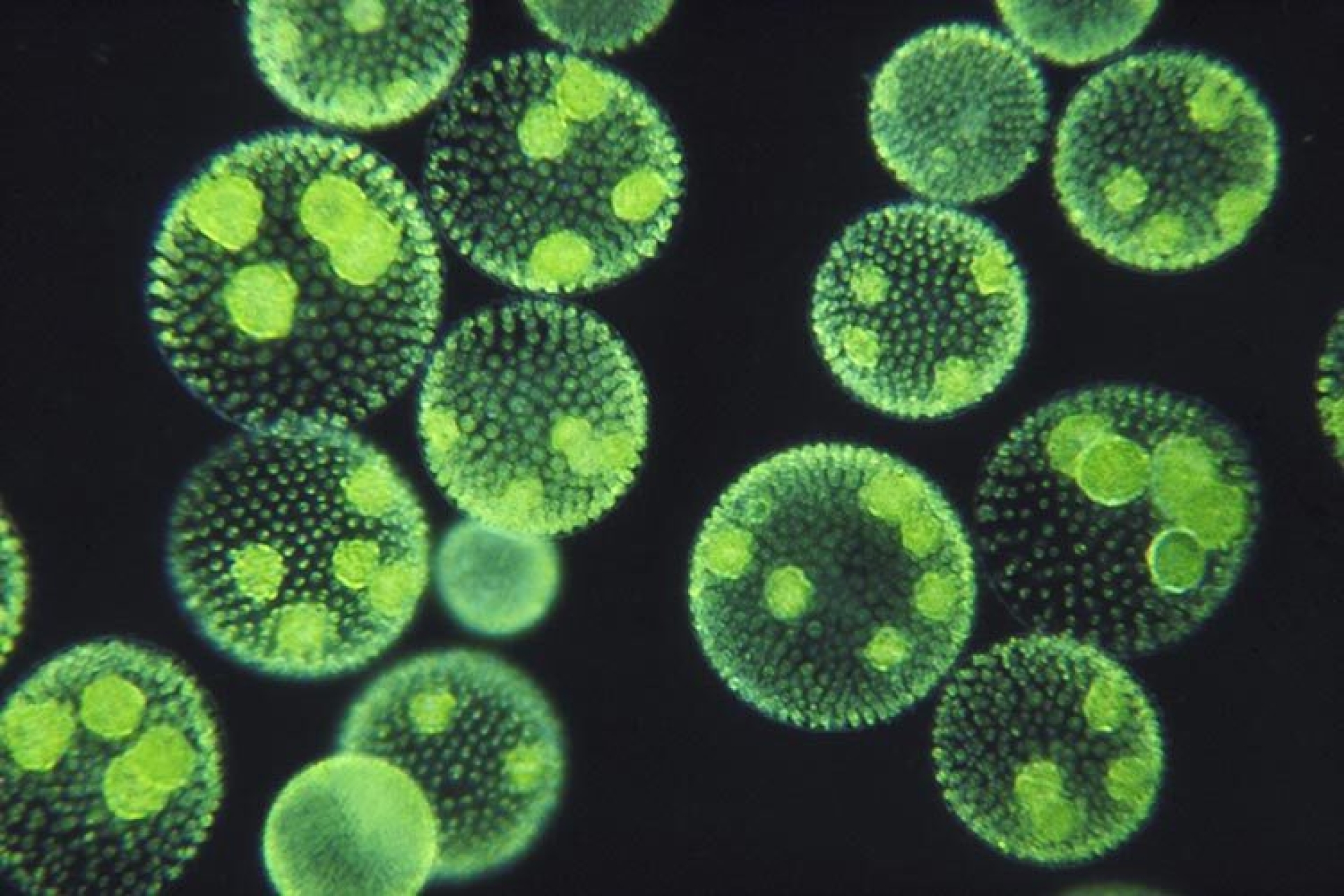 El verdadero oro verde: las microalgas, sustentabilidad y posibilidades cotidianas