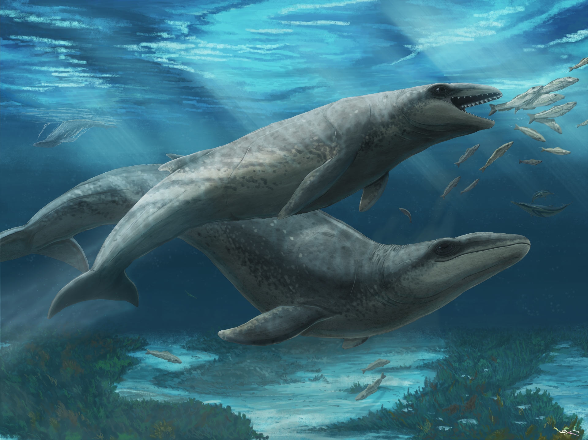 Descubren en Australia nueva especie de ballena prehistórica de 25 millones de años
