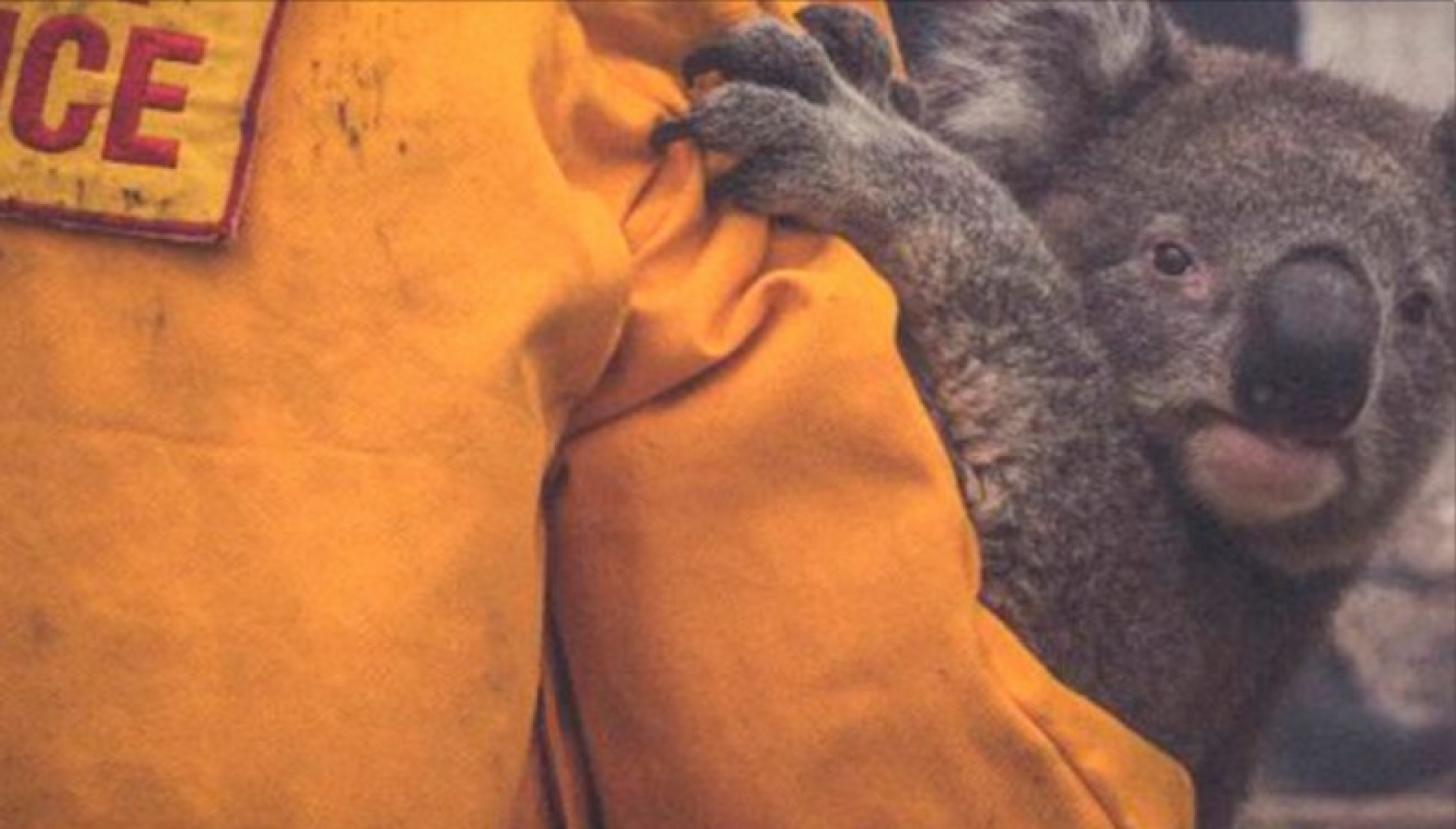 Más de mil millones de animales mueren en Australia