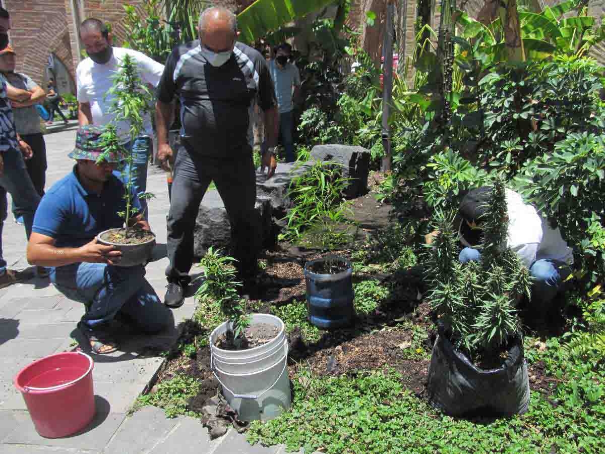 Siembran mariguana en el zócalo de Jojutla