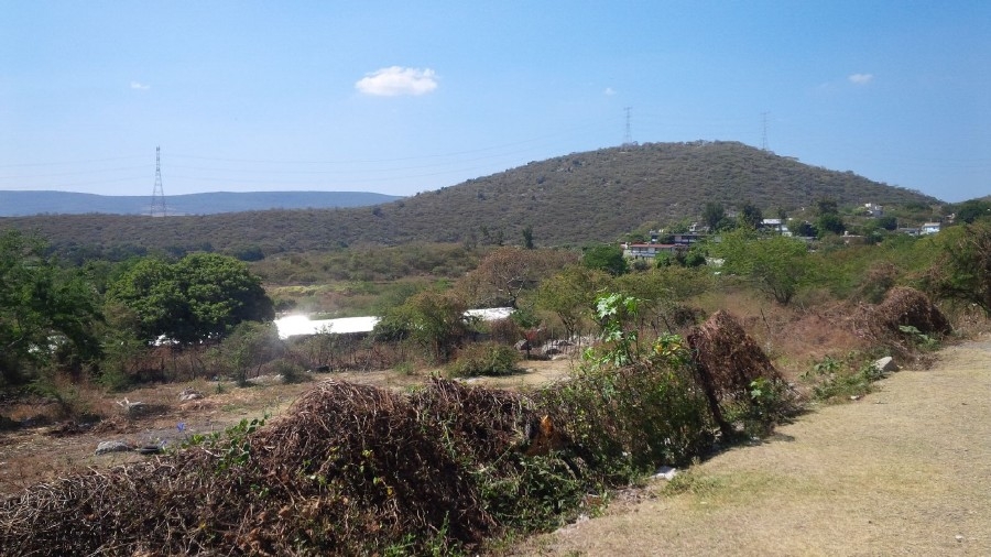En riesgo salud de habitantes de Ayala por contaminación causada por granja porcina