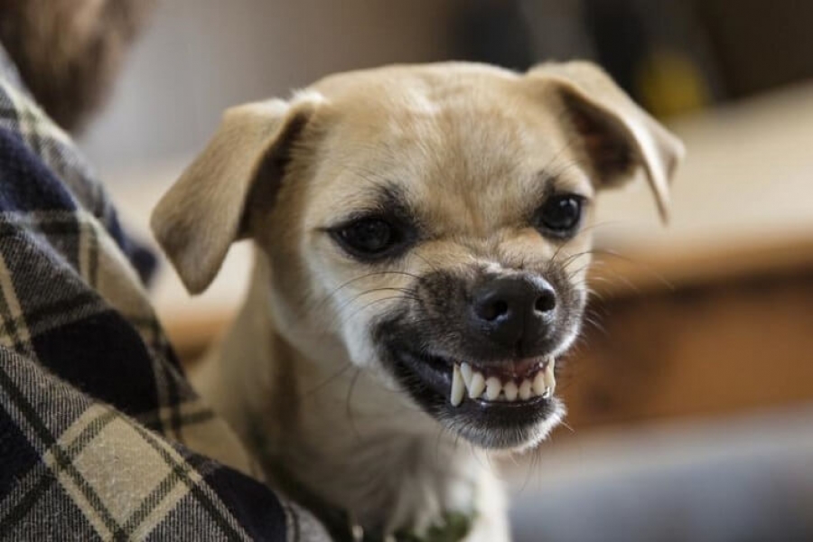 Hoy habrá servicio de esterilización canina y felina en Coatetelco
