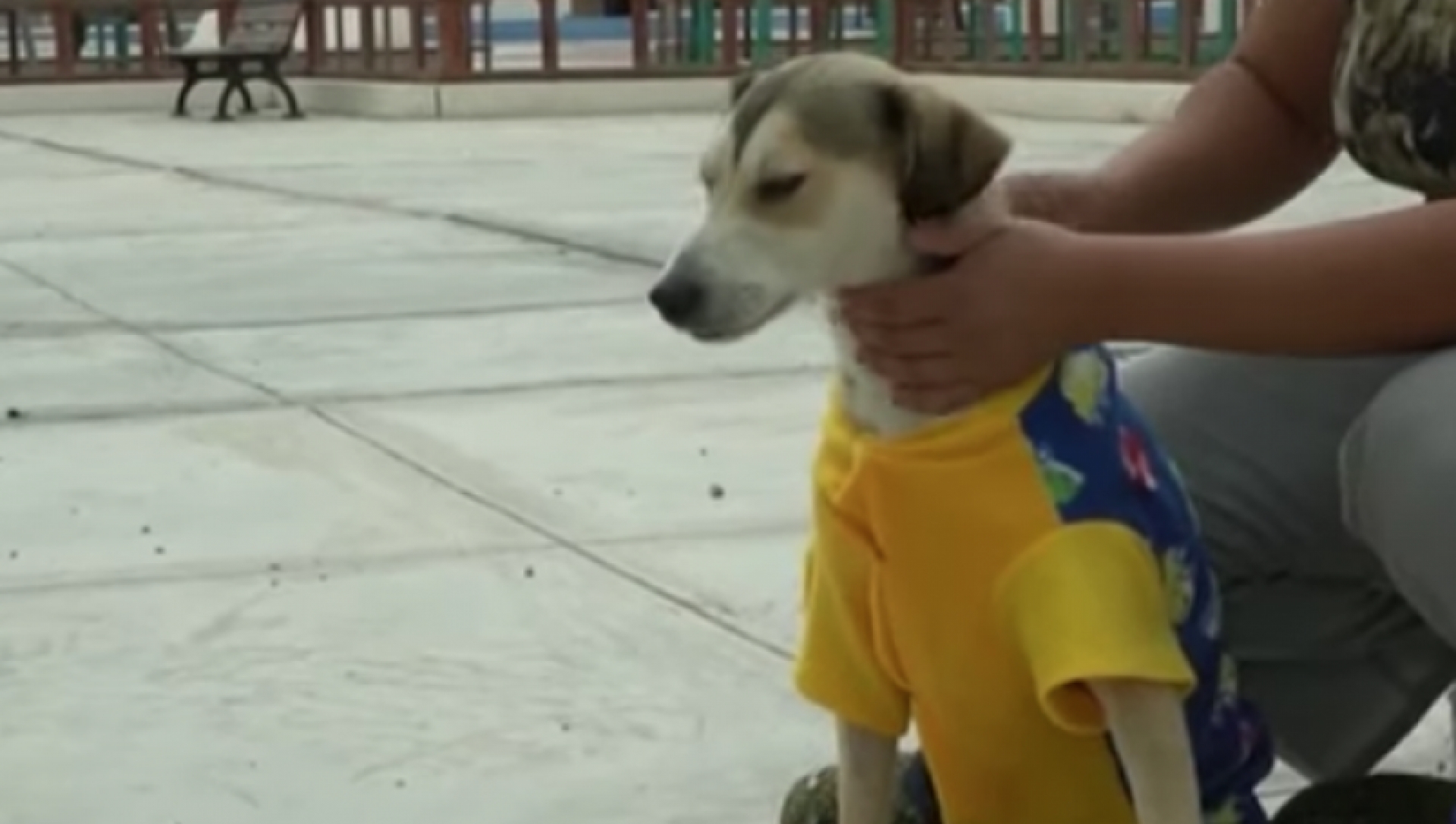 VIDEO: Le roban silla de ruedas a perrito discapacitado