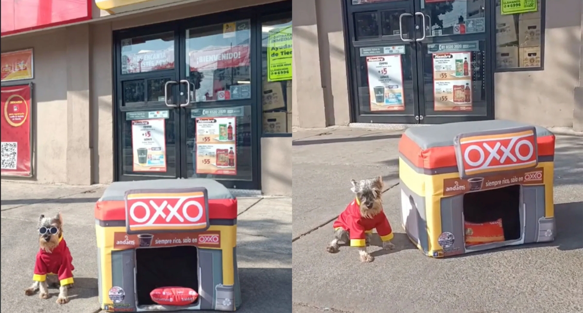 'Oxxito' para mascotas: La sensación viral en TikTok