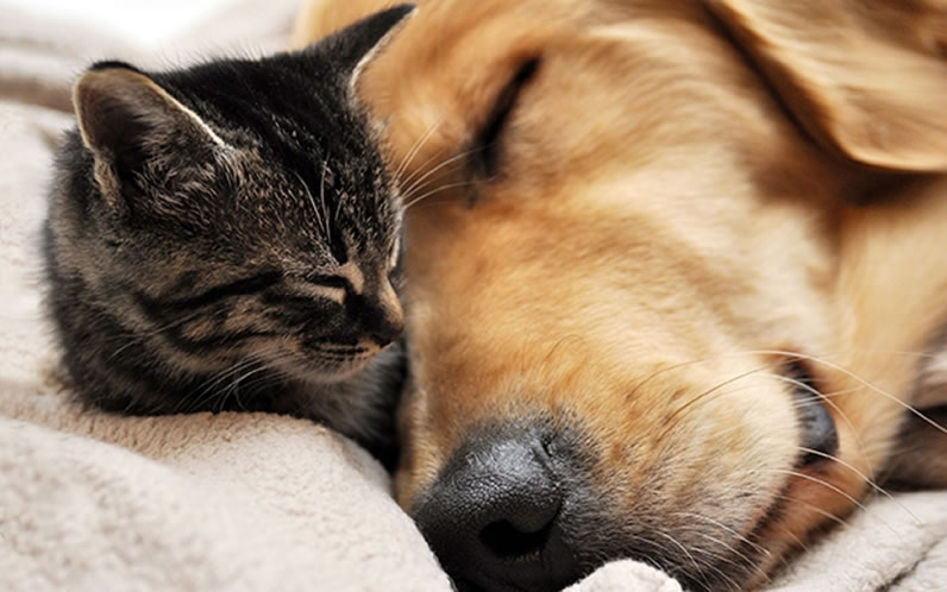 Este año habrá campaña de esterilización canina y felina en Tetecala