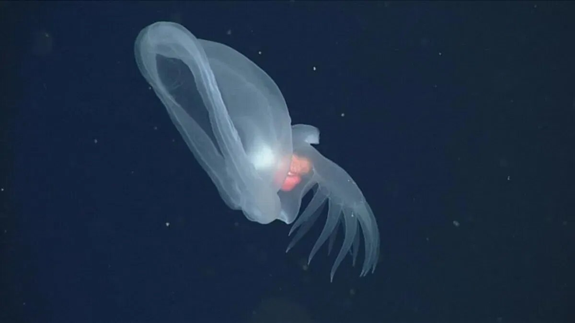 Descubren nueva especie de babosa marina luminiscente en las profundidades del océano