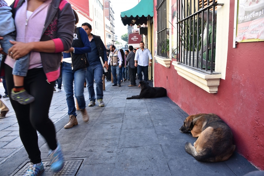 Los perros del Popeye
