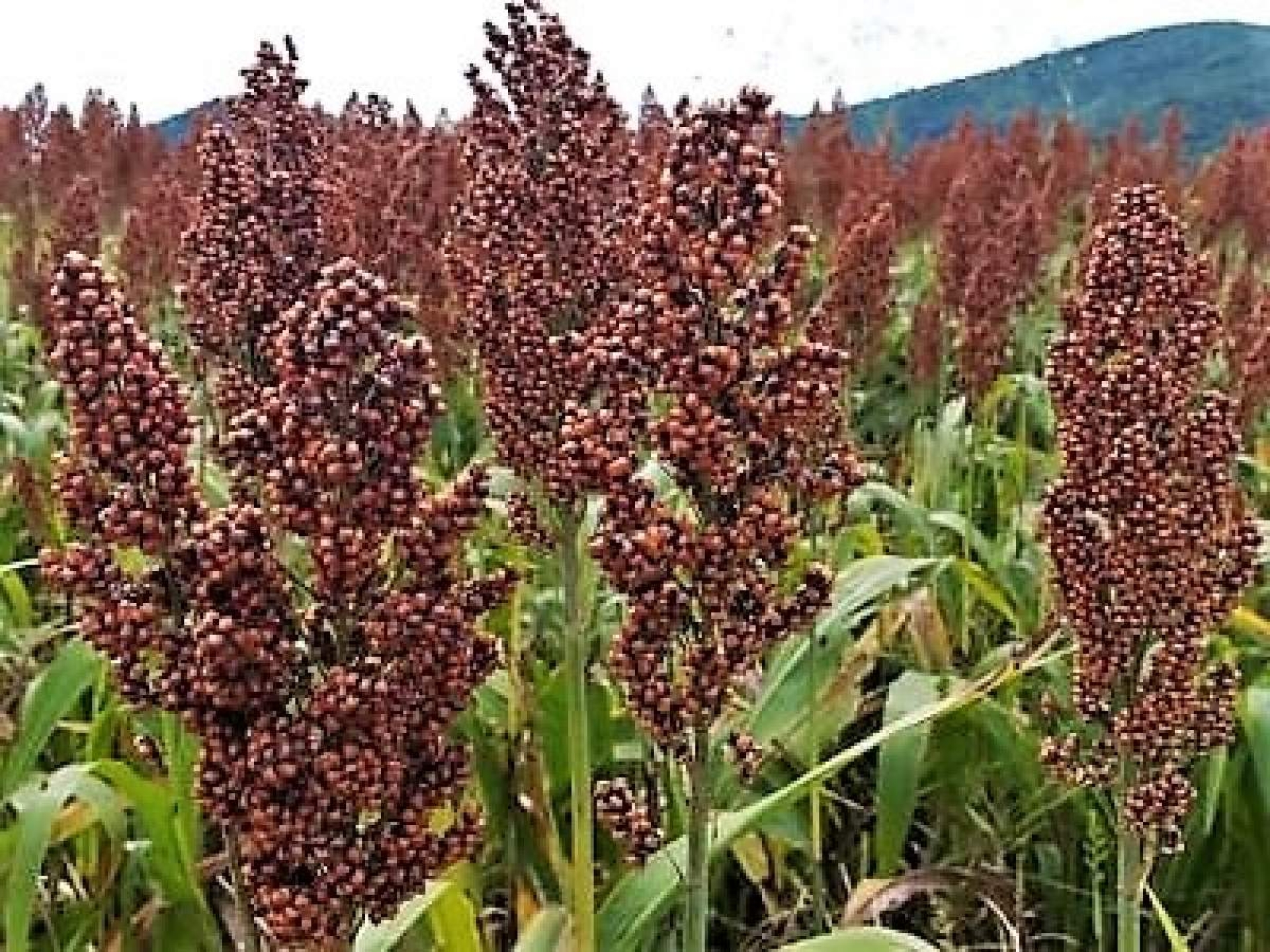Ante falta de agua, urge tecnificación del riego de cultivos: campesinos