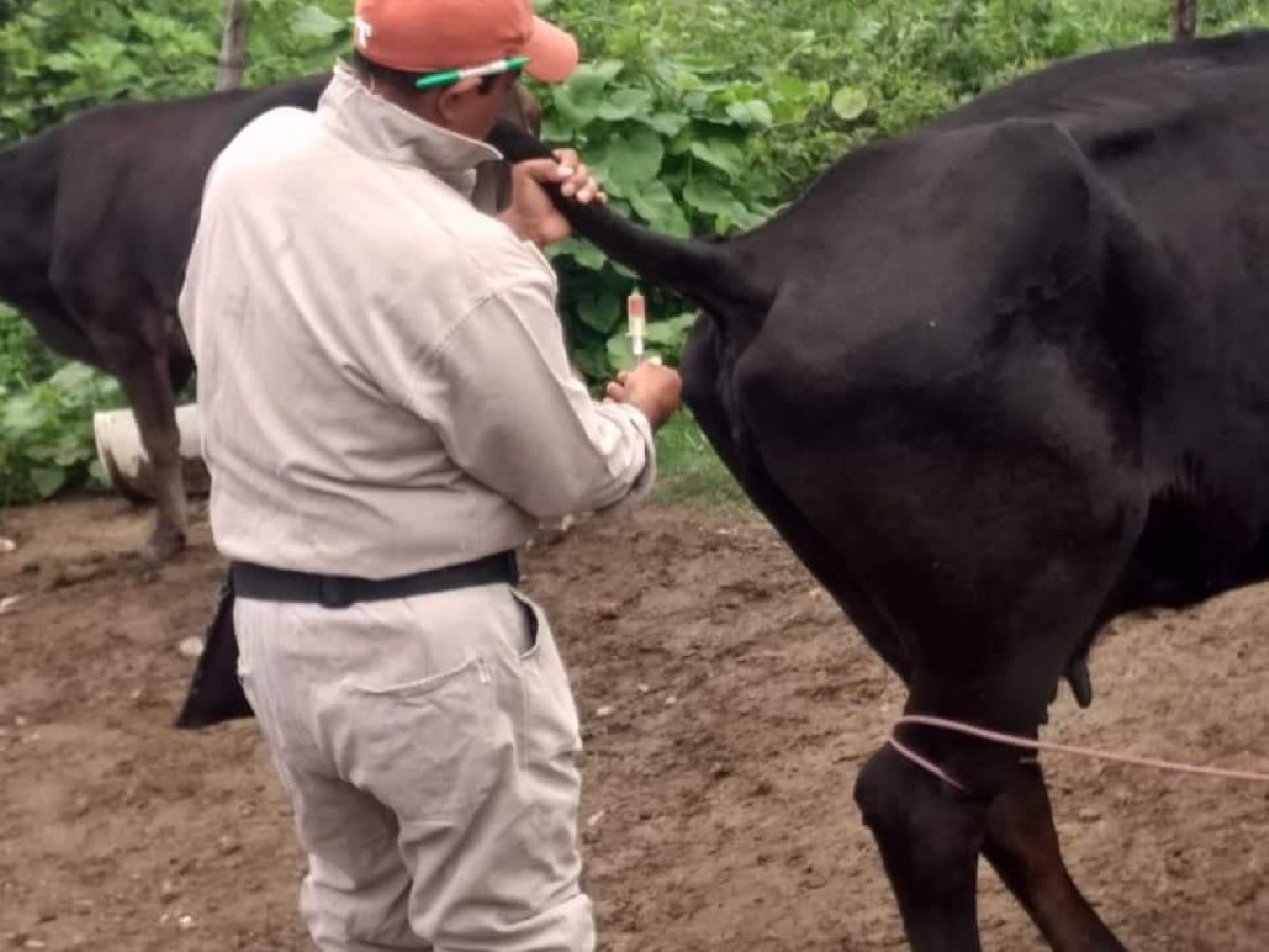 En marcha, programa de detección temprana de brucelosis en ganado de Amacuzac