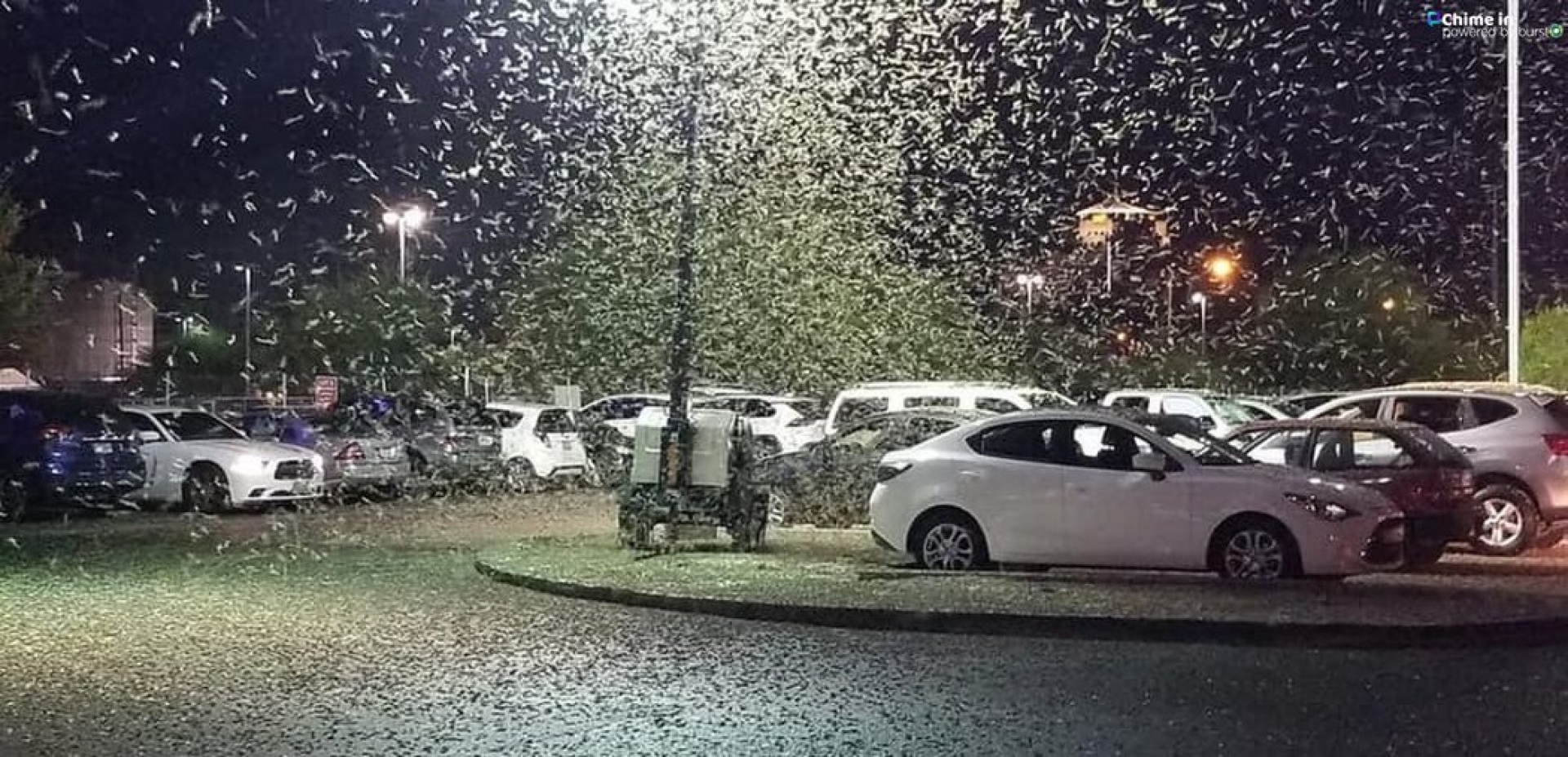Una plaga de saltamontes invaden Las Vegas; los científicos pronostican que durará semanas