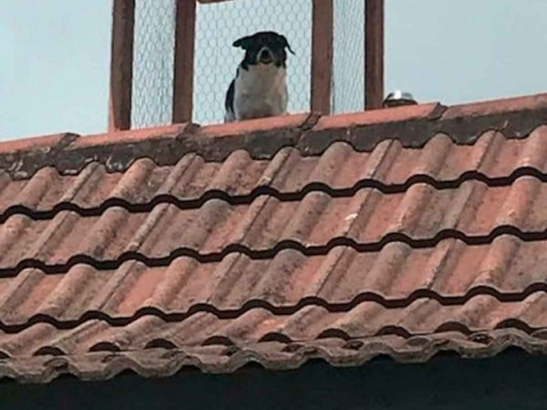FOTOS: Le construyen torre de vigilancia a perrito chismoso