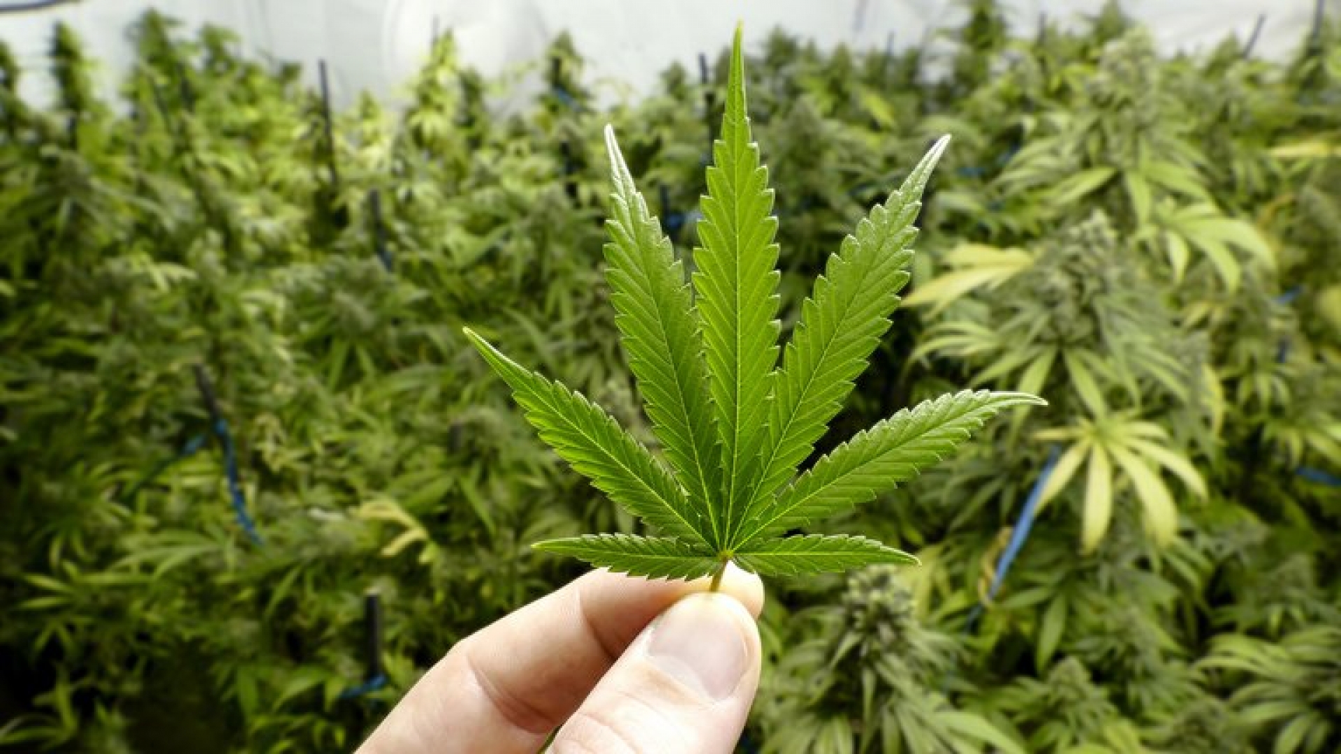 La OMS quita a la marihuana de la lista de drogas peligrosas