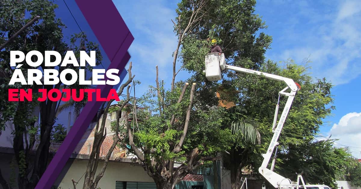 Podan árboles en Jojutla que oscurecían calles y estorbaban a videocámaras