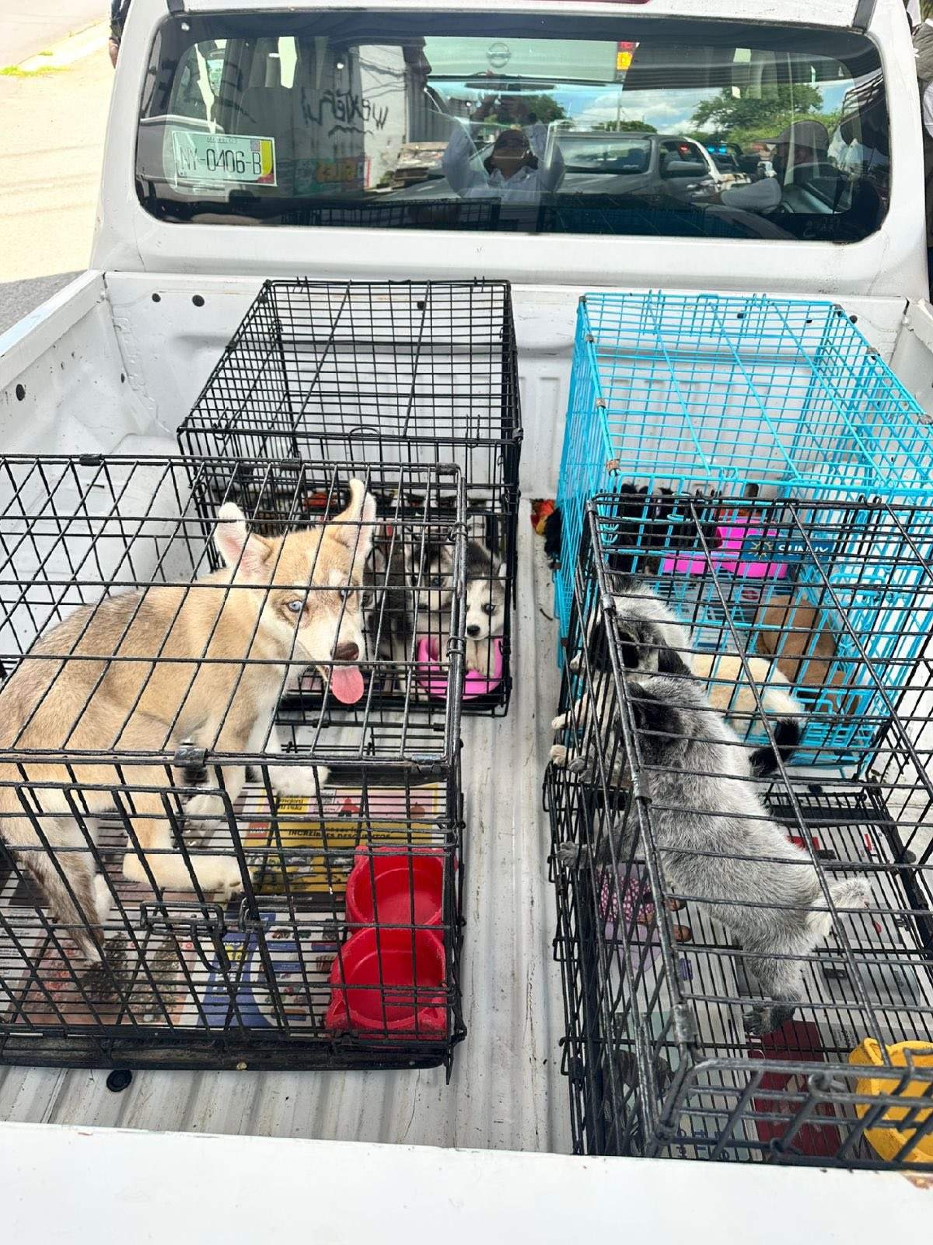 Llaman a combatir venta de animales