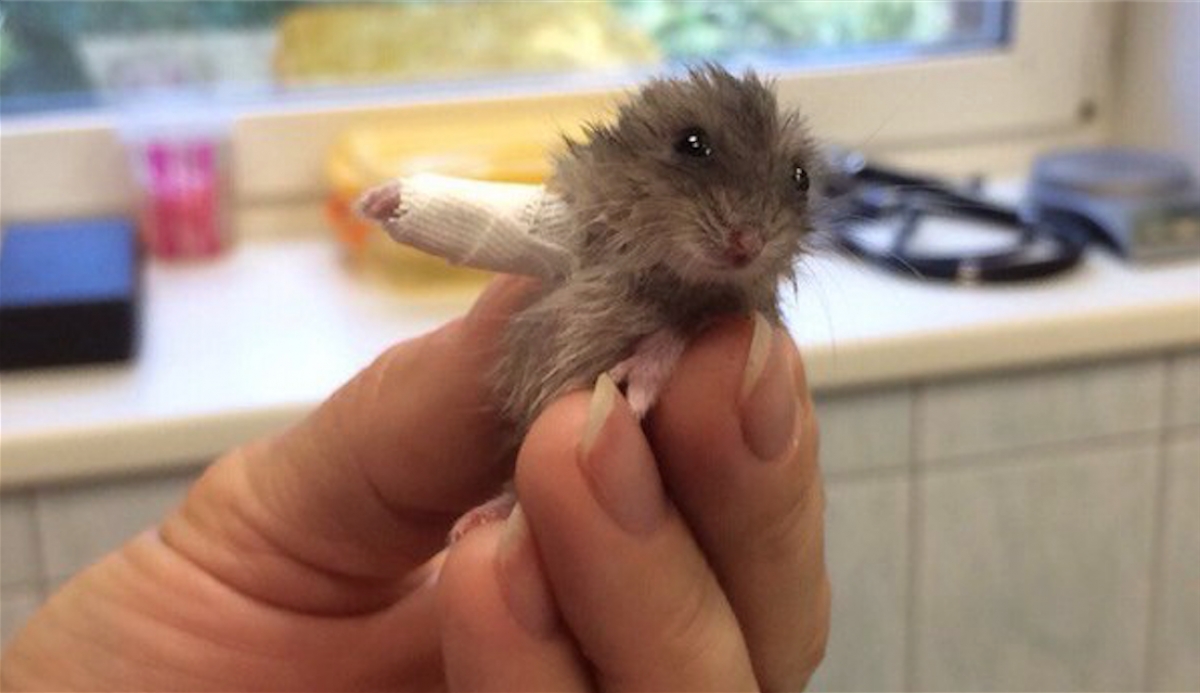 Este pequeño hamster se rompió la patita y ahora debe usar un yeso