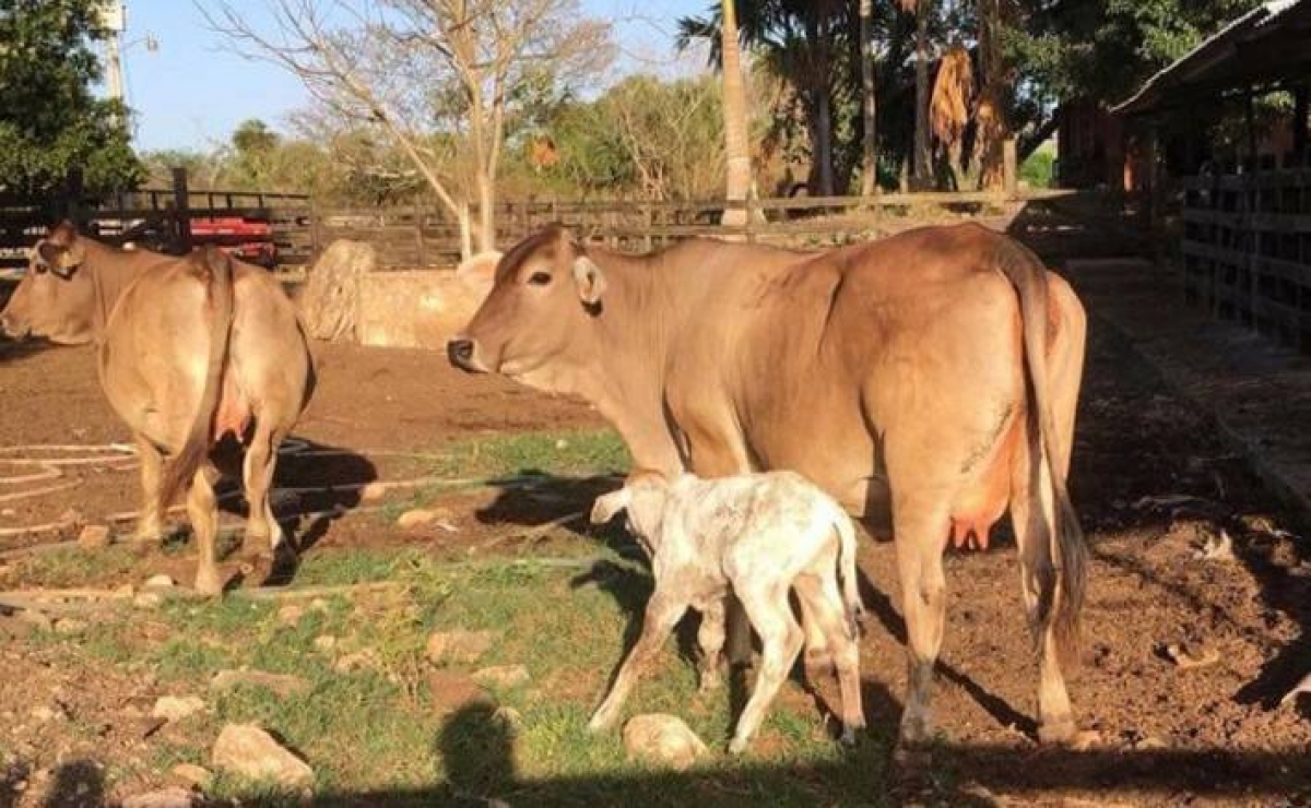 Repunta robo de ganado en la región sur