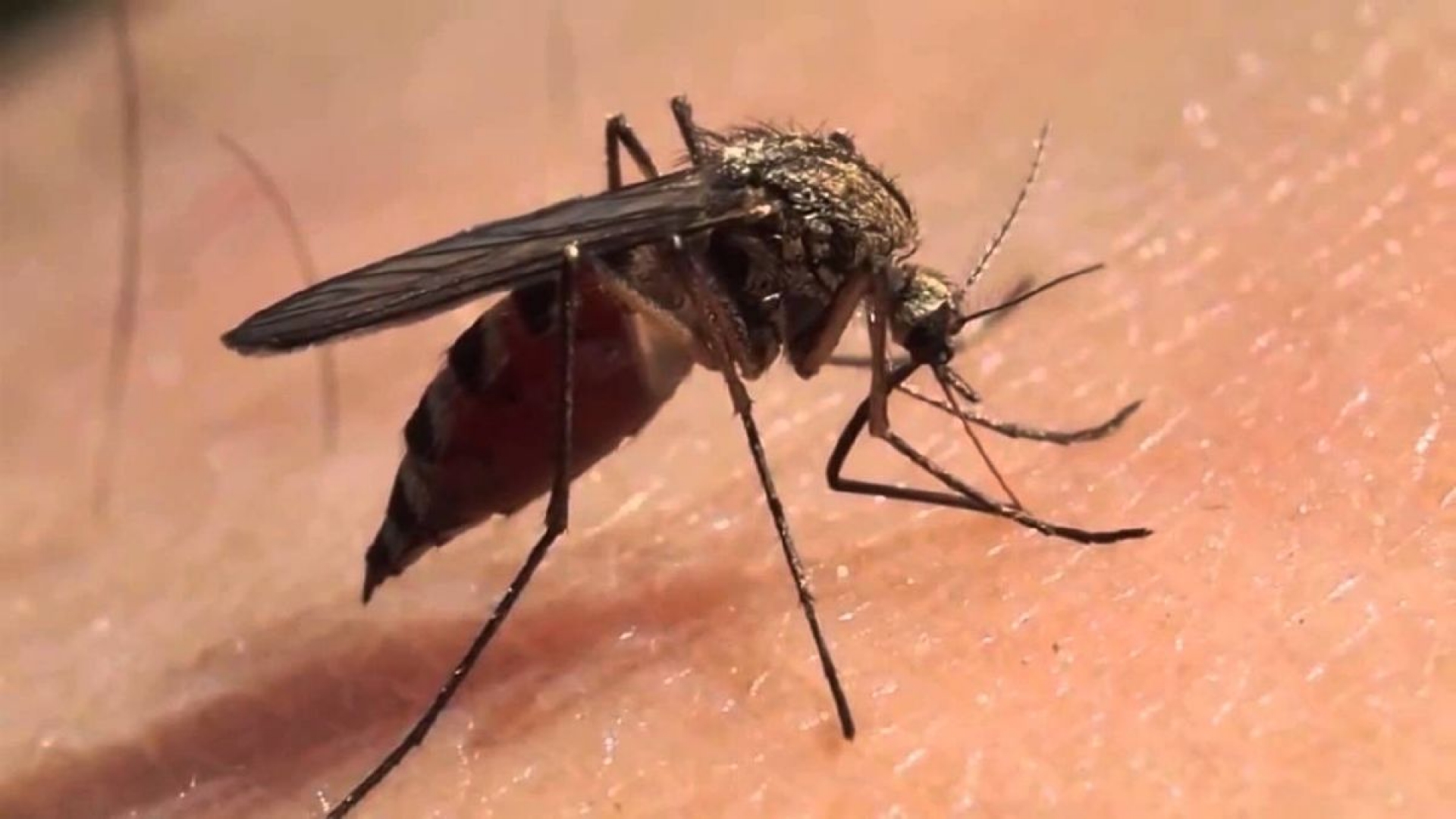 Morelos es noveno lugar nacional en incidencia de dengue
